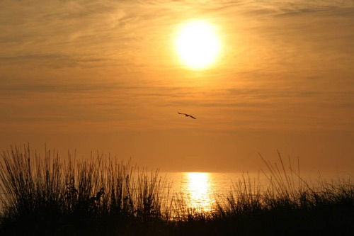 SUN–010.jpg